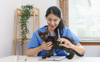 Understanding Common Pet Health Issues: Symptoms and Treatment