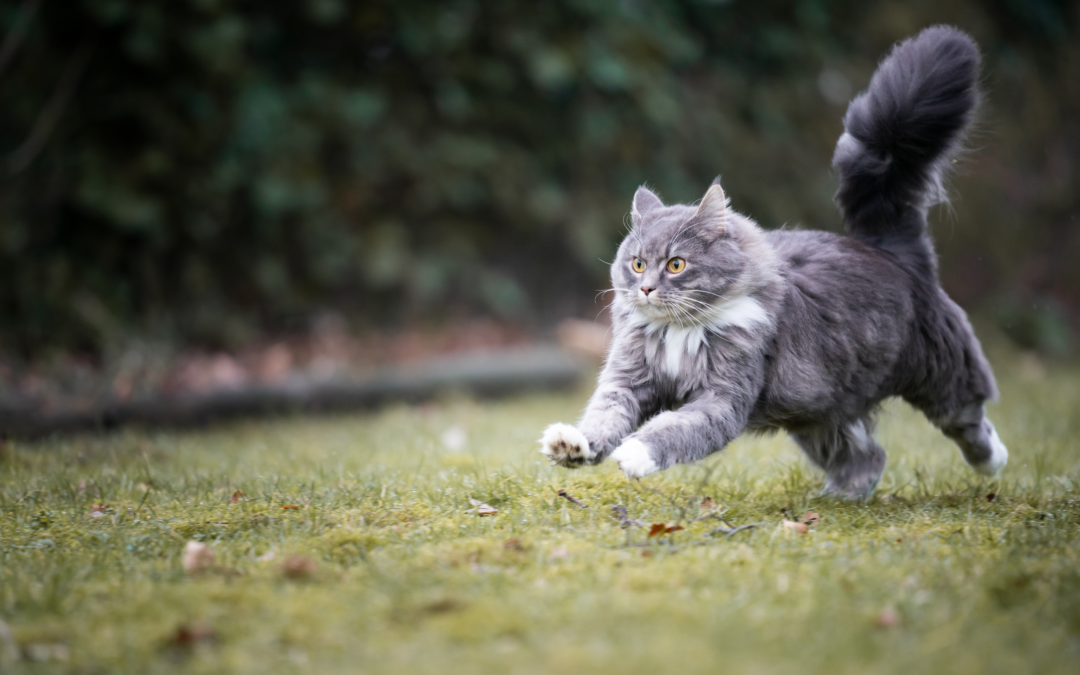 Managing Feline Obesity: Causes, Risks, and Solutions