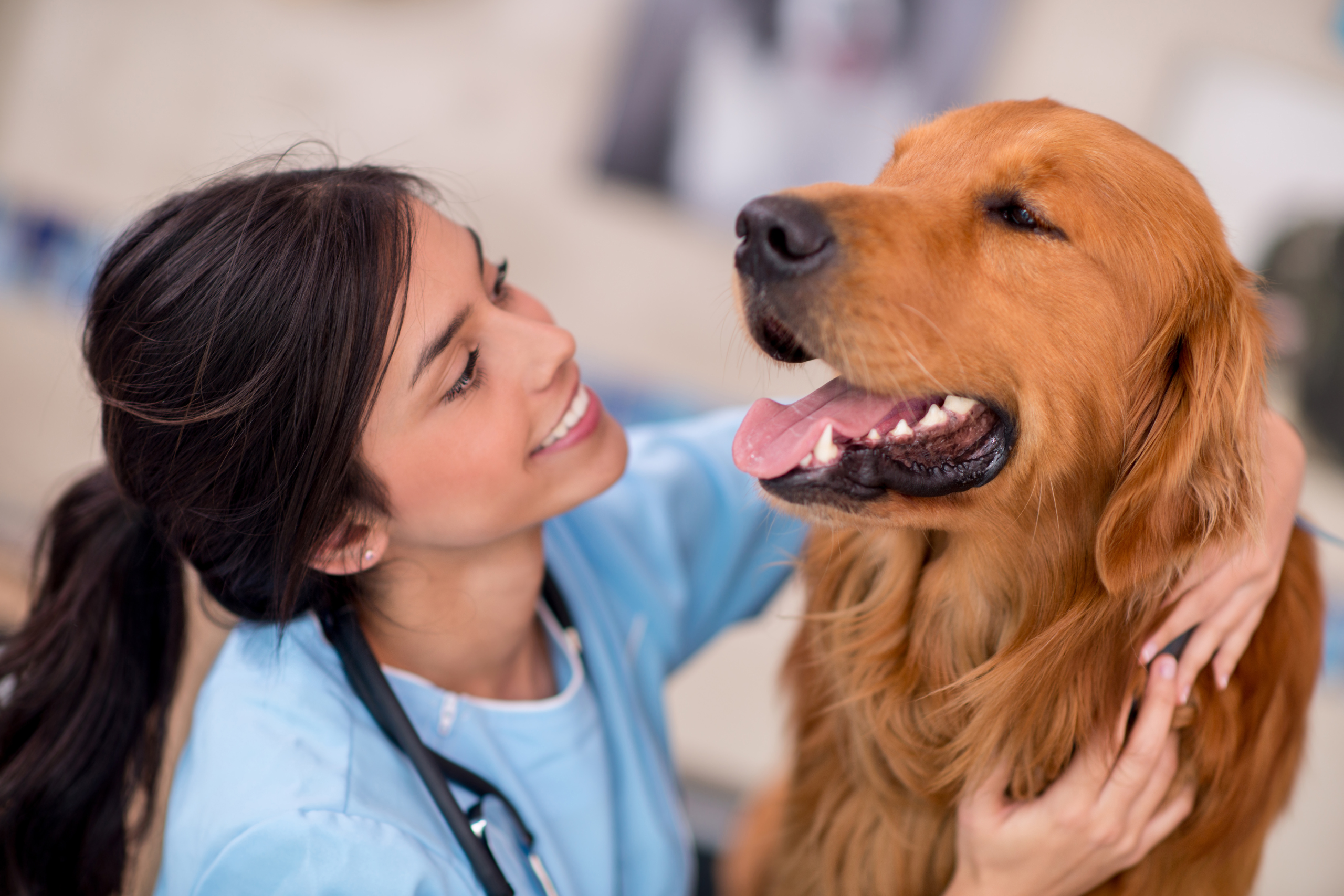 Full Service Veterinary Care in Mooresville