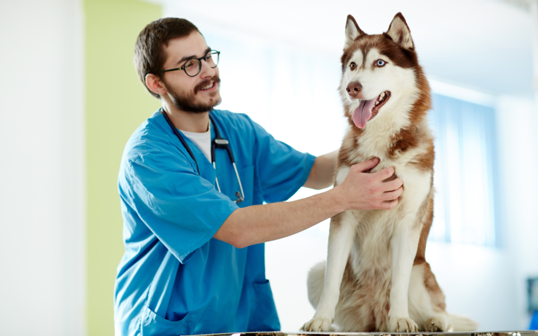 The Importance of Regular Check-Ups: Keeping Your Pet Healthy