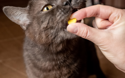 Understanding the Benefits of Dietary Supplements for Pets