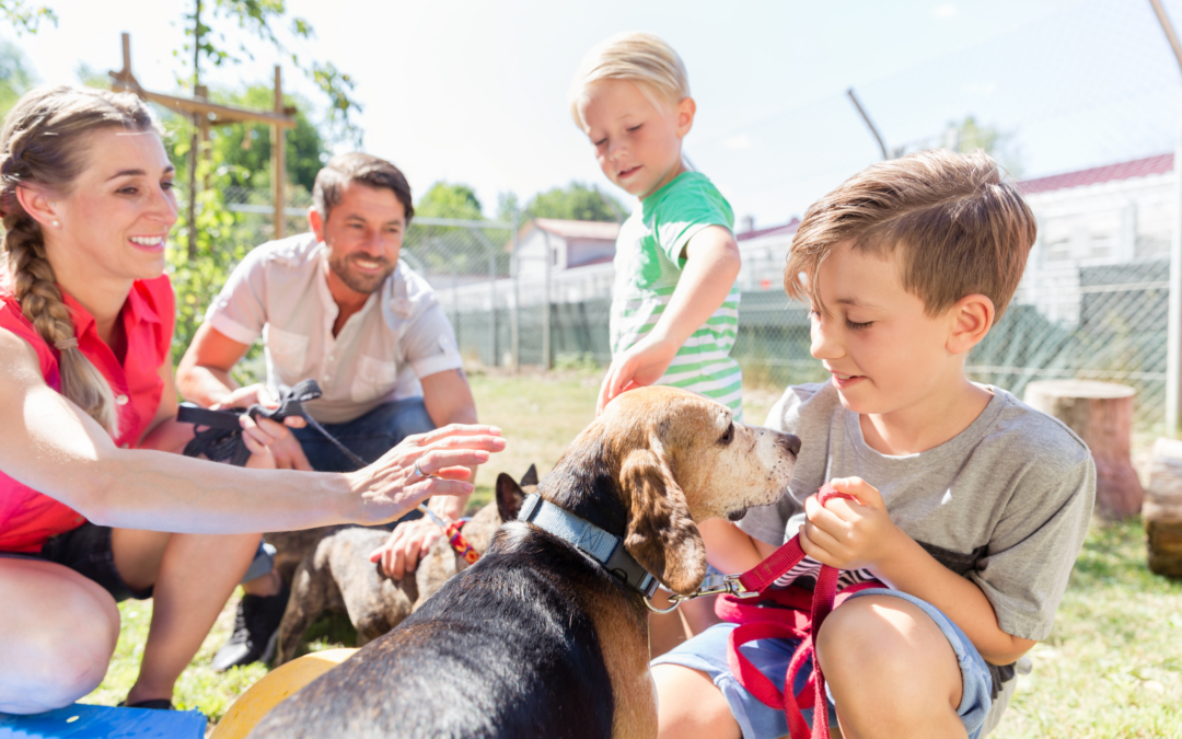 5 Essential Steps to Pet Adoption: Finding Your Perfect Furry Companion