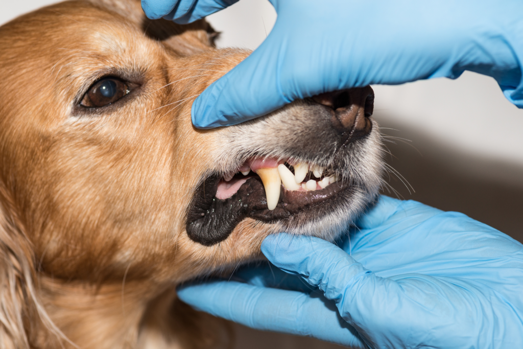 Understanding Pet Dental Issues: Veterinarian Examining Dog's Teeth