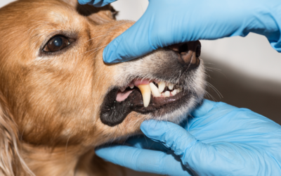Top 5 Essential Tips: Understanding Pet Dental Issues