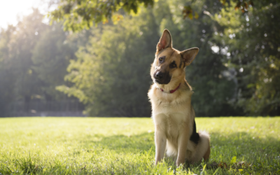 Understanding Your Pet’s Moods: Insights into Understanding Animal Behavior