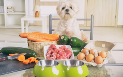 5 Key Pet Nutrition Trends for 2024: Your Guide to a Healthier Pet Diet