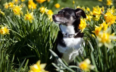 Springtime Pet Health Tips: Ensure a Joyful Season for Your Furry Friends