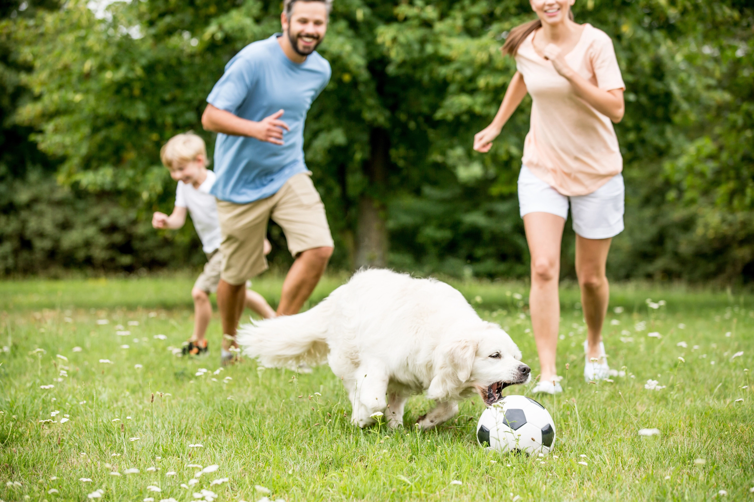 White dog playing with a soccer ball with a joyful family in a lush green park, representing active springtime pet health.