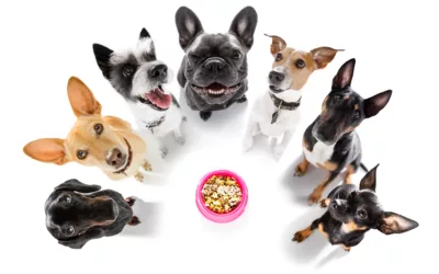 Understanding the Grain-Free Diet for Dogs