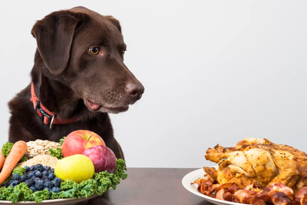 Chocolate Labrador eyeing a plate with fruits, vegetables, and chicken, illustrating the variety in a grain-free diet for dogs.